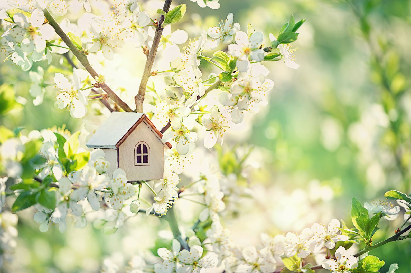 Petite maison en bois dans un arbre en fleurs — le bien immobilier familial